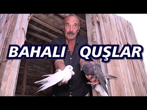 Video: Göyərçin quşunu haradan tapmaq olar?