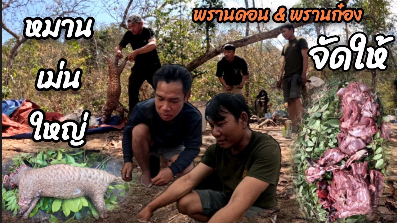 เข้าป่ากับพรานดอน&พรานก๋อง1 กุมภาพันธ์ ค.ศ. 2026