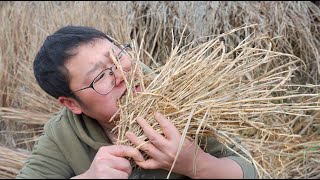 被称作“世界10大恶性杂草”之一的茅草跟，味道究竟怎么样？
