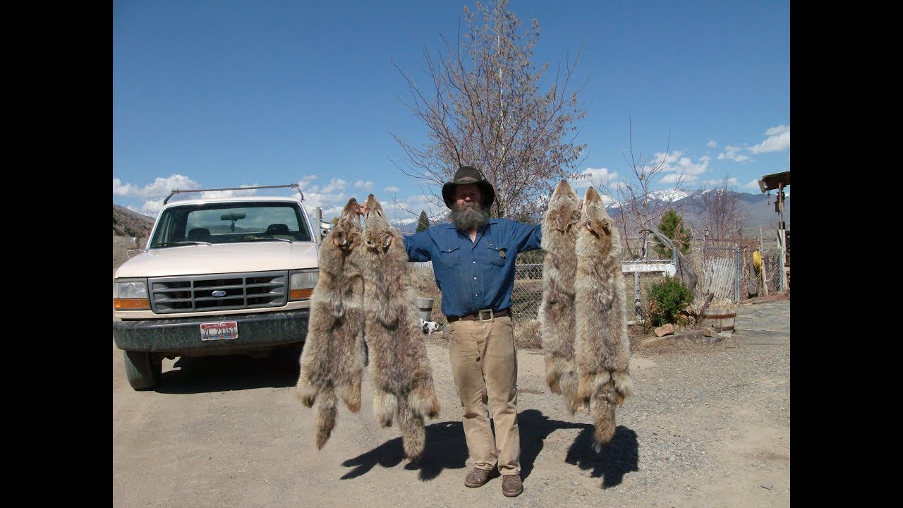 Preparing a Coyote for the Fur Market part 3 Boarding