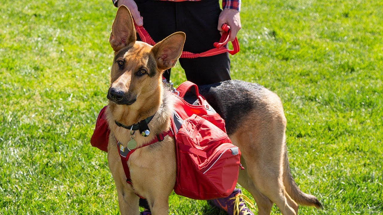 How to Pack a Dog Backpack Sunset YouTube