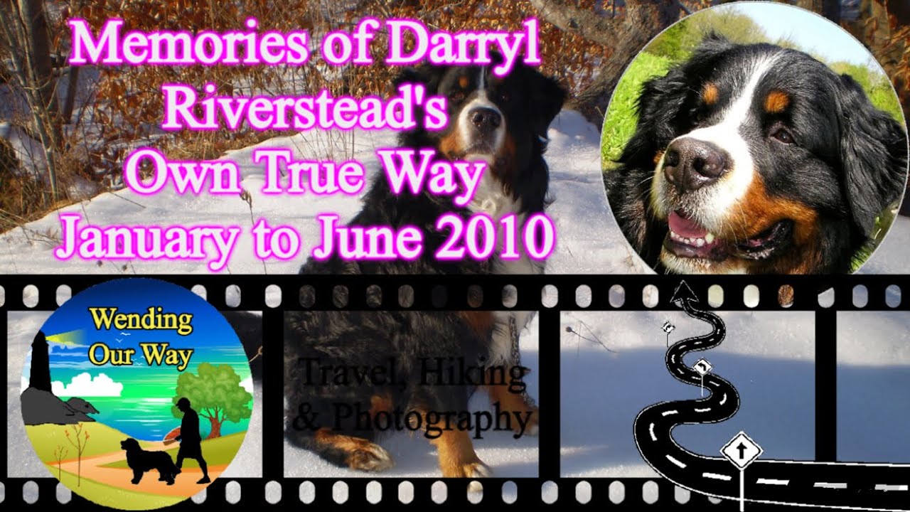 Monday Memories Of Darryl Bernese Mountain Dog Lower Sackville monday-memories-of-darryl-bernese-mountain-dog-lower-sackville