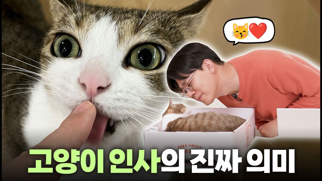 고양이가 나를 얼마나 좋아하는지 확인하는 고양이 인사법