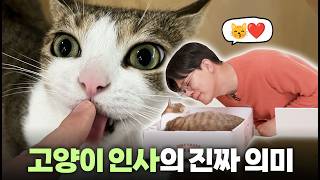 CAT 고양이 표지 1