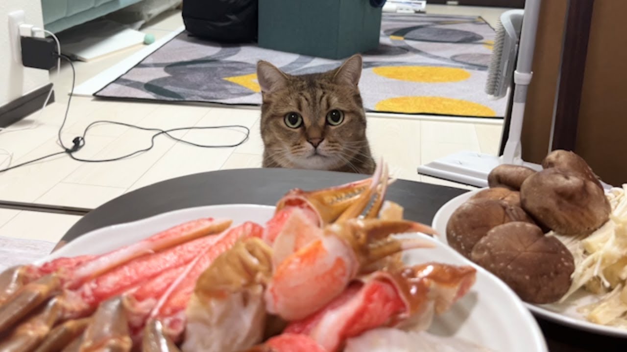 いつもの味？？紛れもなく“カニ”を堪能した猫ちゃん | Cube ニュース