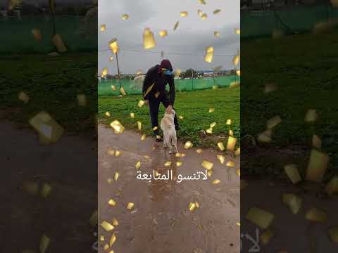 كلبي الوفي اسمو موسبو