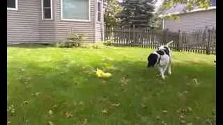 Cassie - a Lab/Pointer Mix