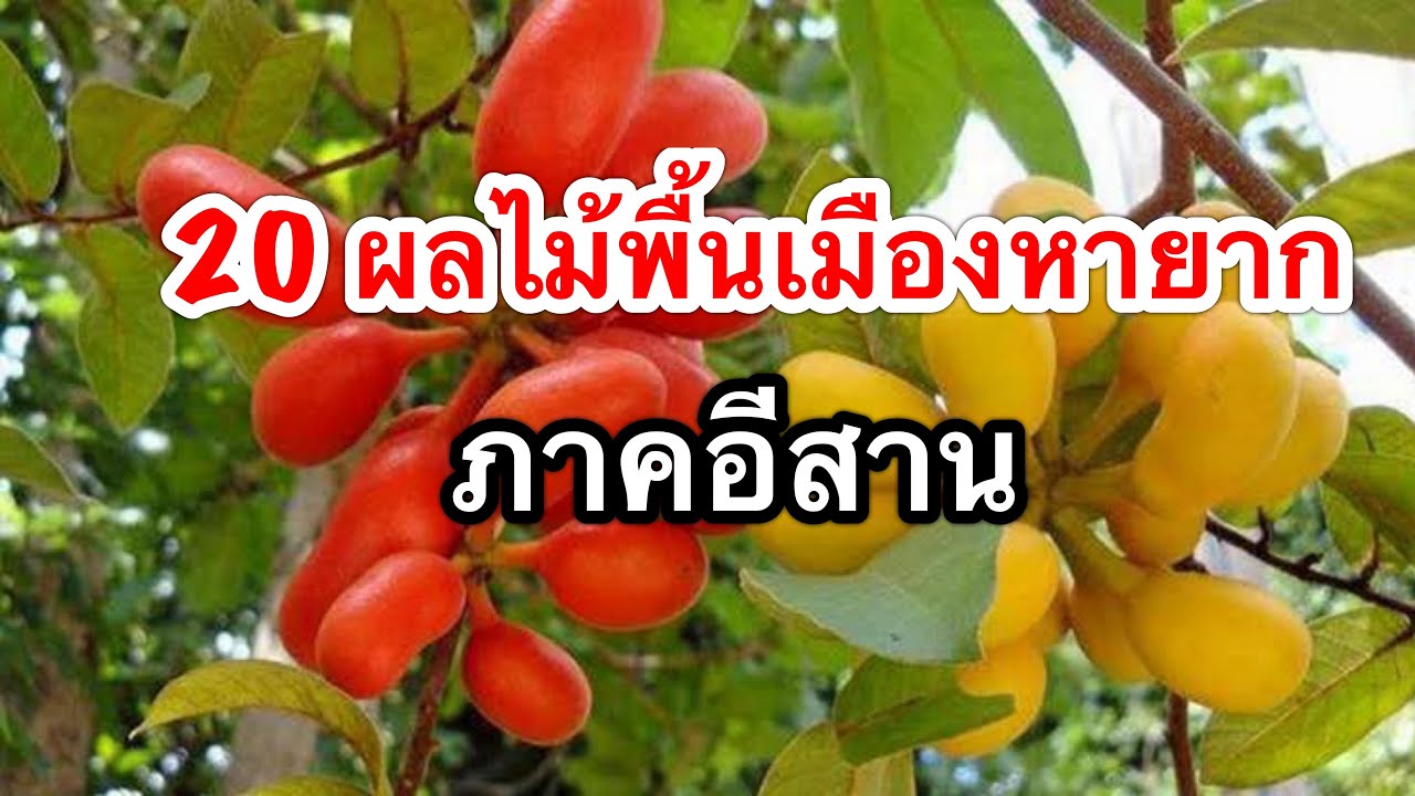 20 редких местных фруктов (орехи бетеля) Северо-Востока 