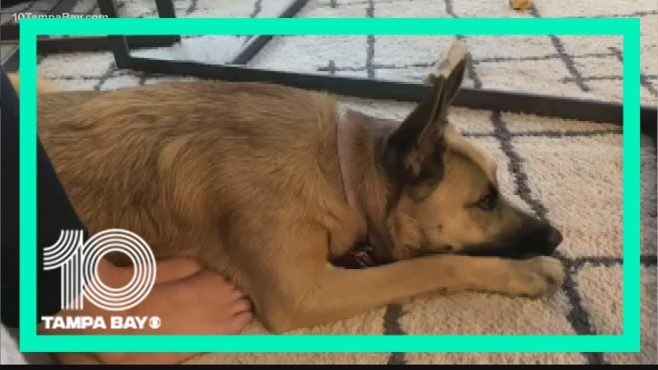 How to help your pet with separation anxiety - YouTube