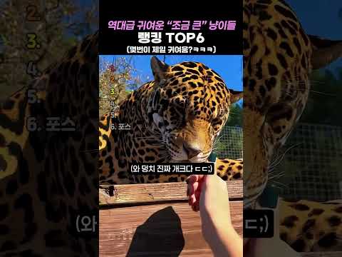 역대급 귀여운 “조금 큰” 냥이들 TOP6 ㅋㅋㅋ #동물 #귀여움 #고양이