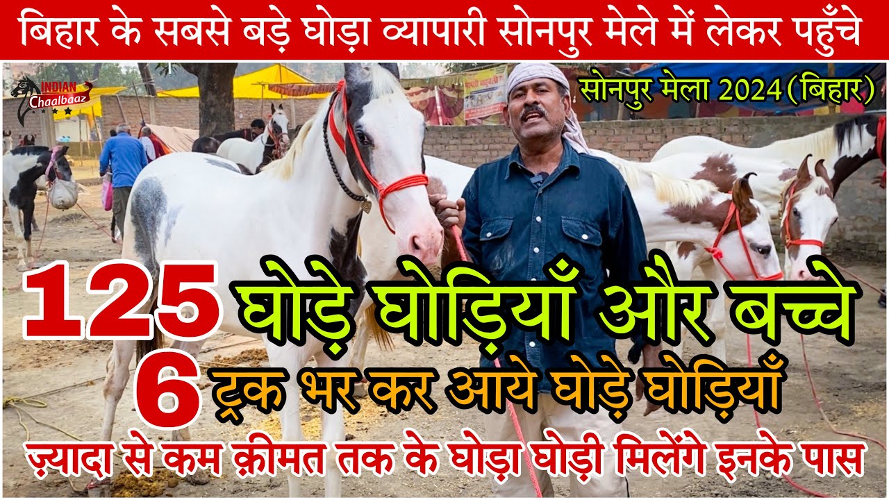 बिहार के सबसे बड़े घोड़ा व्यापारी सोनपुर मेले में लेकर पहुँचे 125 घोड़े घोड़ियाँ #SonepurMela2024