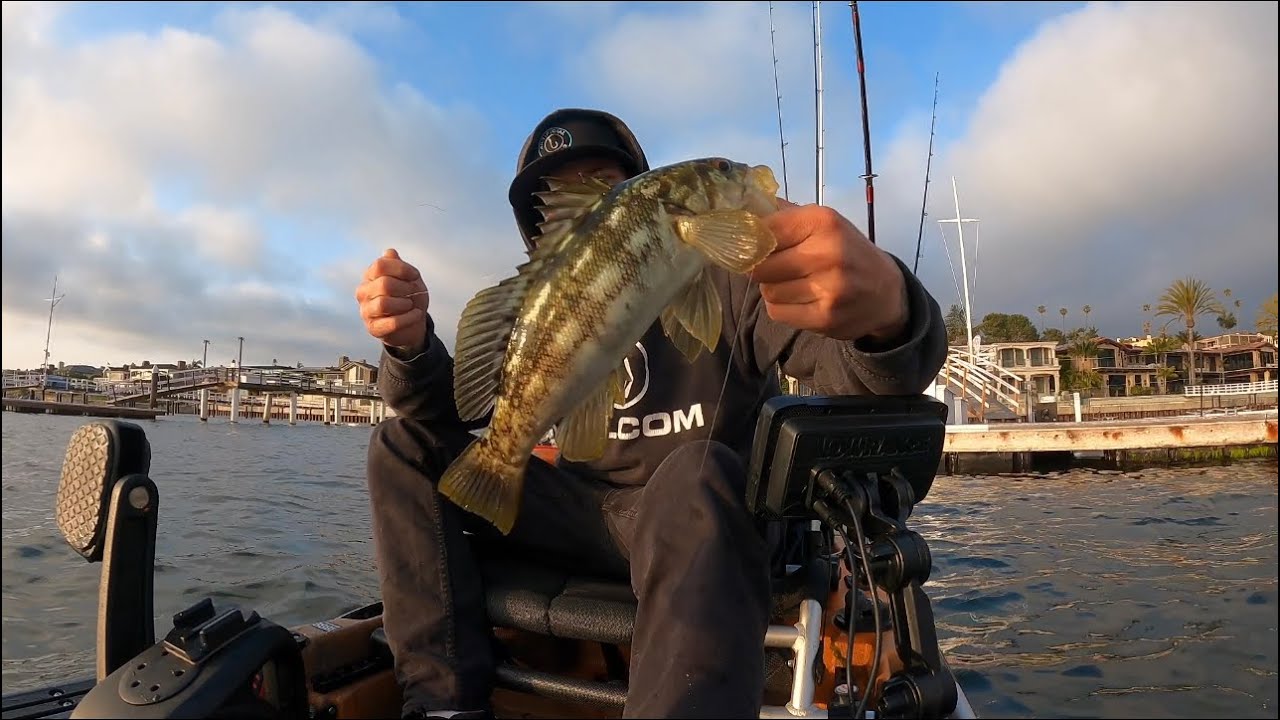 Kayak Fishing Newport Harbor 8 Trifectas YouTube