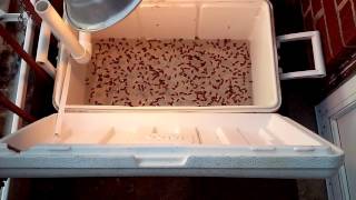 Easy Peazy Live Junebug Catcher