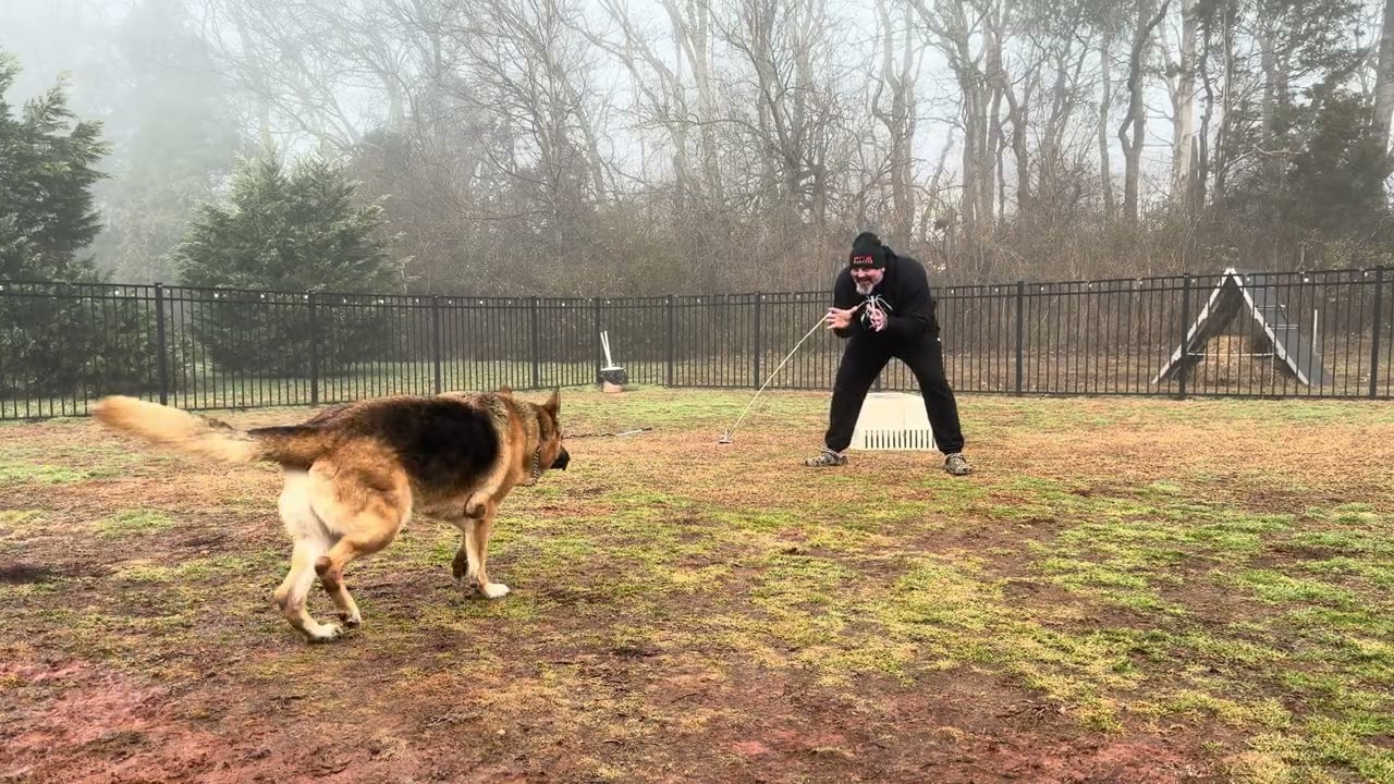 Почему так много немецких овчарок?