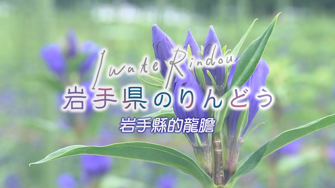 岩手縣的龍膽1秒 Youtube