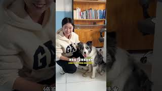 Uninstalling QQ on My Smart Border Collie - A Tech Pet Tale