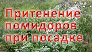 Результат эксперимента с укрытием посадки помидоров. Природное земледелие(В этом видео о посадке помидоров Вы увидите результаты эксперимента с укрытием томатов после посадки. ..., 2015-05-22T06:19:29.000Z)