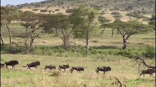 Running herd spotted near Moru Kopjes