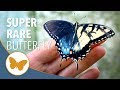 The $500 Butterfly - Gynandromorph