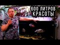 Домашний аквариум 600 литров с фитофильтром и сампом! 1 часть