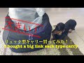 リュック型キャリー買ってみました。ミニチュアダックスフンド。I bought a backpack type carry. Miniature Dachshund.