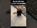 まったく怖くないレッサーパンダの威嚇