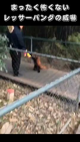 まったく怖くないレッサーパンダの威嚇