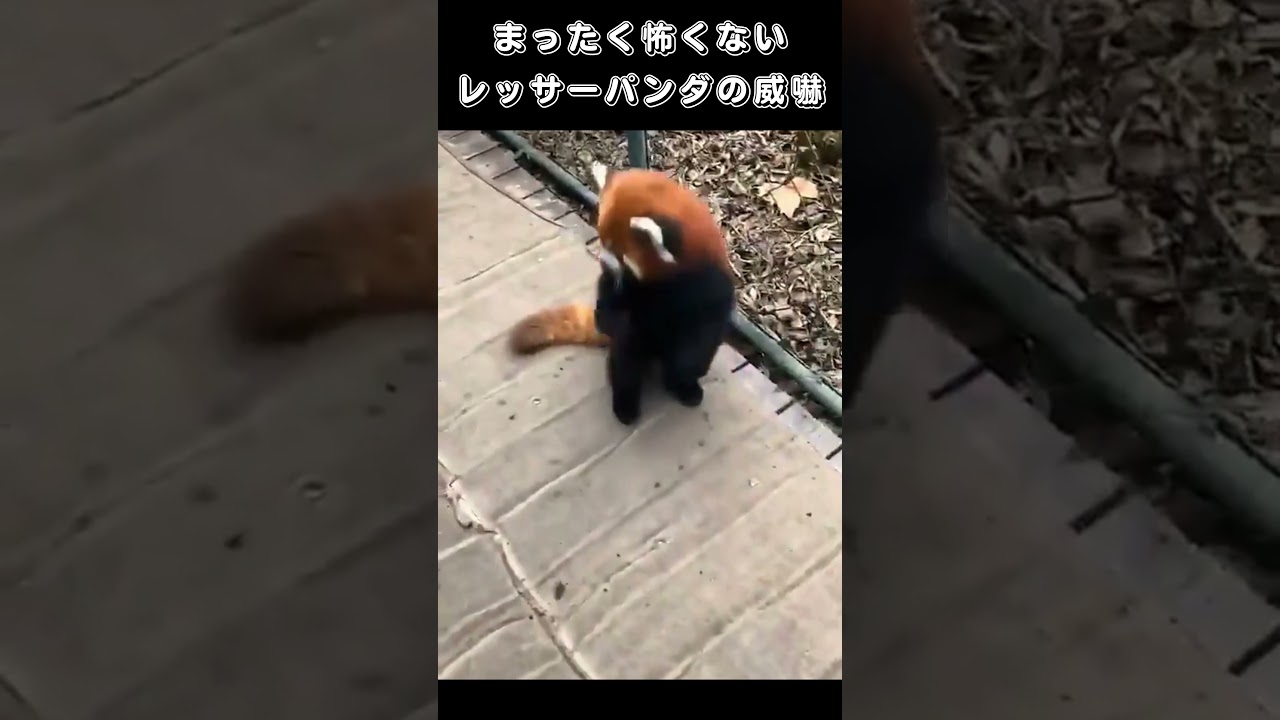 まったく怖くないレッサーパンダの威嚇 Youtube まったく怖くないレッサーパンダの威嚇 Youtube