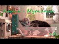 Котик-Муркотик ч.2/розвиваюче відео для дітей 3-6 років/цікаве заняття для дошкільнят/логіка розум