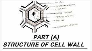 Draw a structure of cell wall Cell wall cell wall with labels drawing