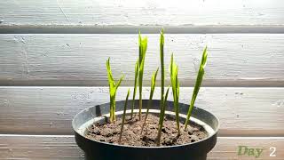 Lily of the valley Time Lapse  60 Days