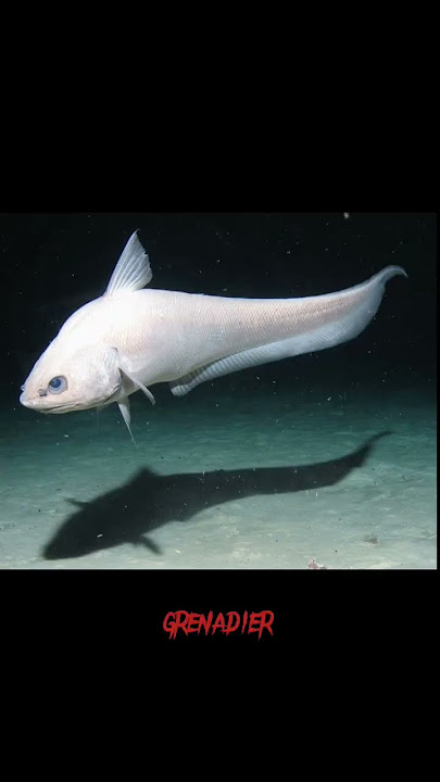 5 ikan laut dalam terseram#shorts #hewan #faktaunik