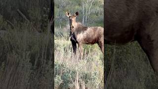 #moose #youngmoose #cowmoose #idaho #wildlife #wildlifephotography #backcountry #mooseseason