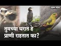 सावधान... 'हे' पशुपक्षी तुमच्याकडेही असतील तर तुम्हांला 'धोका' आहे! | What Is A Wildlife Crime |