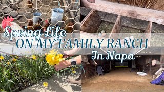 🐴 🐓 SPEND A COUPLE DAYS WITH ME IN NAPA DURING SPRING!