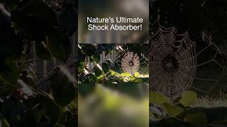 Spider Silk is Strong Enough to Stop a JET!