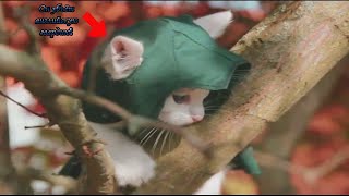 Котята-ассасины. Первая кровь. Котята-ассасины. Первая кровь.