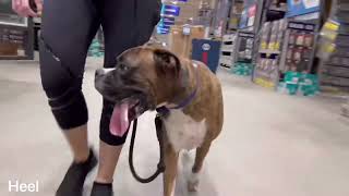 “Duke” 5yo boxer | Daytona Beach Dog Training | Central Florida Dog Training by Off Leash K9 Training Central Florida 46 views 1 month ago 10 minutes, 22 seconds