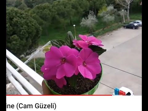 Yeni Gine Cam Guzeli Koklendirme Bakimi Dikimi Youtube Yeni Gine Cam Guzeli Koklendirme Bakimi Dikimi Youtube