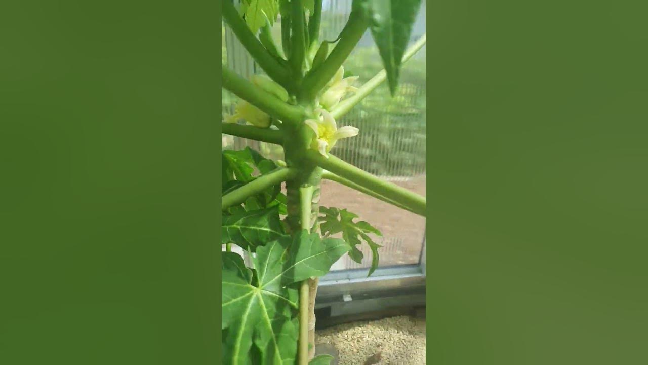Papaya Pflanze blüht YouTube