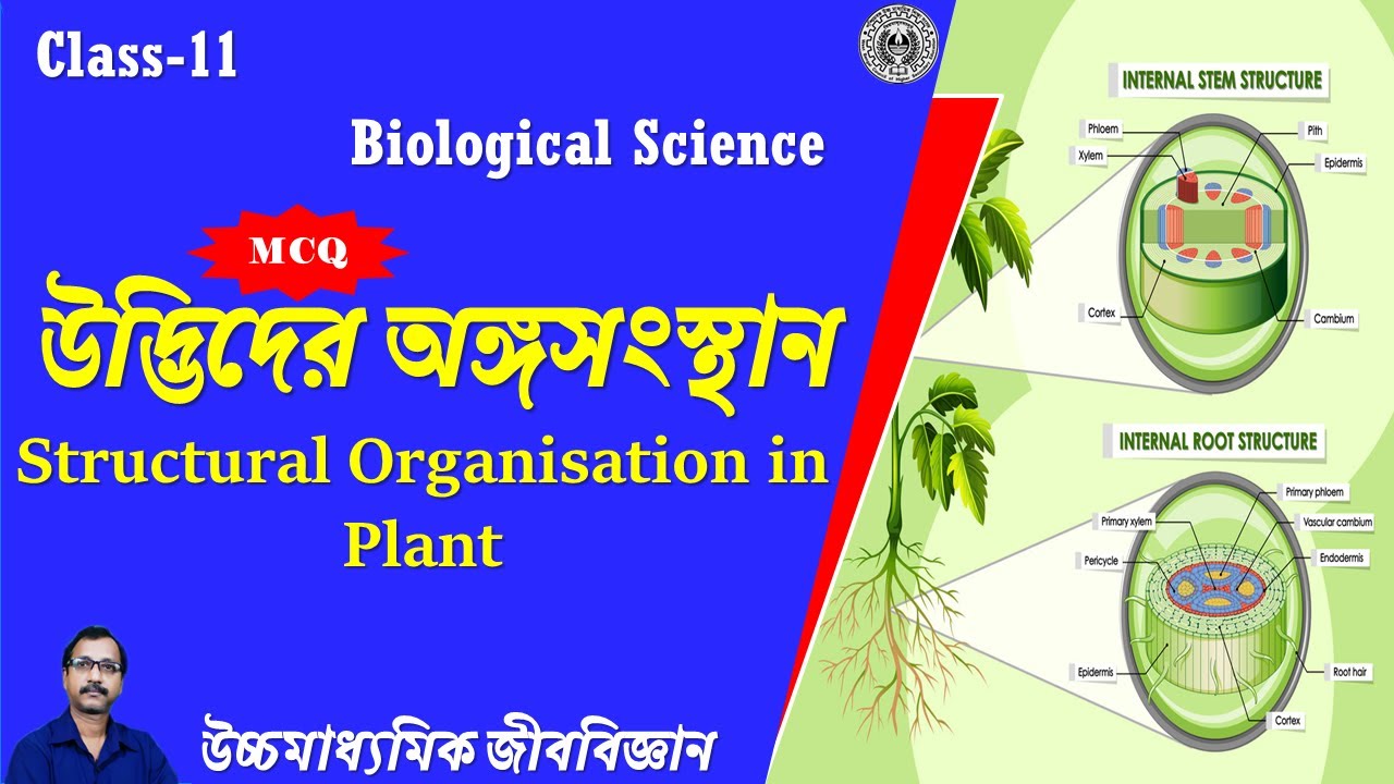 MCQ on Structural Organisation in Plant ।। MCQ on Plant Morphology ।। Class XI Biology MCQ