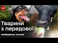 🥰 На Волині породичалися собака та корова, яких вивезли з зони бойових дій