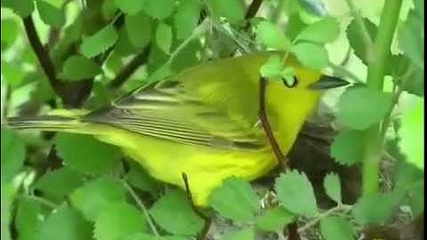 Resource Partitioning