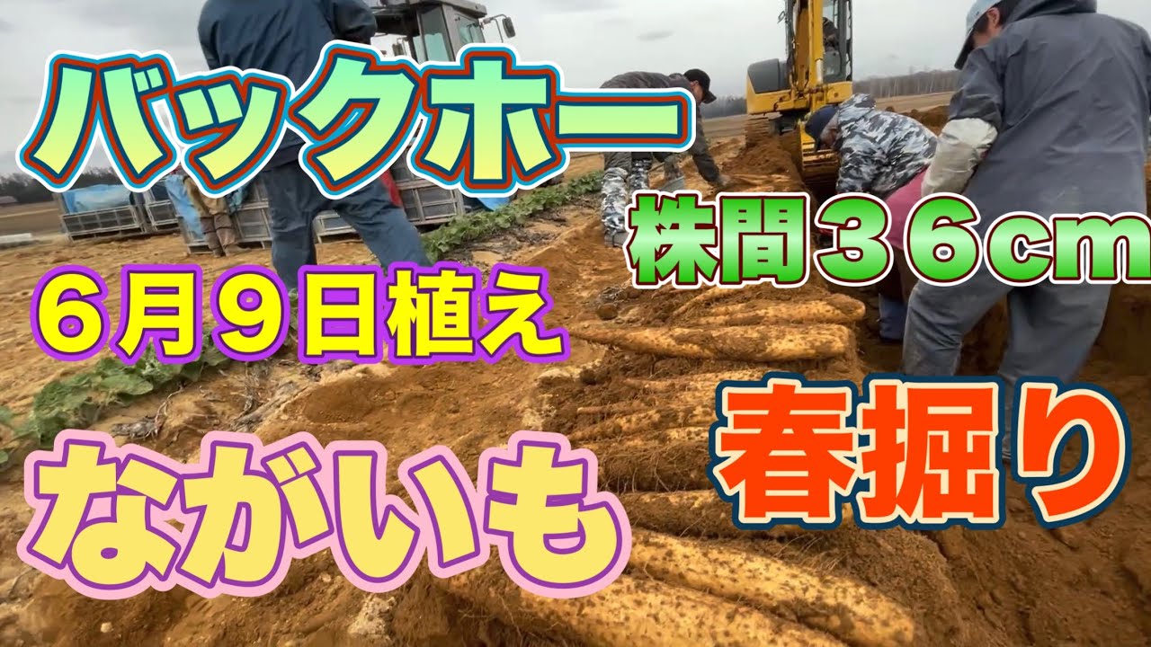 【長いも】春堀り【バックホー】で収穫。土中の長いもの生育についても説明。普段は行わない株間の収穫。