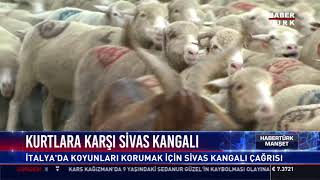 Kurtlara karşı sivas kangalı