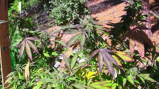 Nays Garden Live Stream