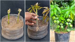 Mango Plant Cuttings Propagation / With 100 % Success Result