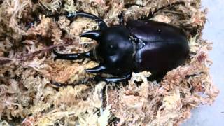 Megasoma Actaeon Actaeon