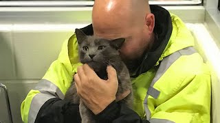 Ein Trucker verlor seine Lieblingskatze während einer Fahrt, von der er dachte, sie sei für immer