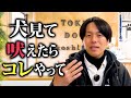 他の犬をみると吠える時のしつけ解決法5選【ドッグトレーナー解説】